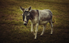 Stock Image: Donkey