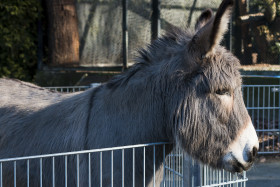 Stock Image: donkey at the fence