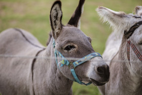 Stock Image: donkey behind a fence