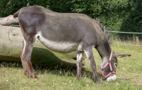 Stock Image: Donkey grazes in its pasture