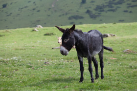 Stock Image: donkey in the wild