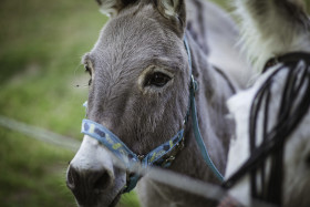 Stock Image: donkey portrait