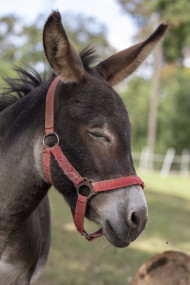 Stock Image: Donkey with eyes closed because it is bothered by flies