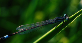 Stock Image: dragon fly