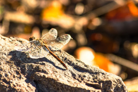 Stock Image: dragonfly on a stone
