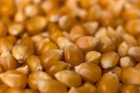 Stock Image: dried corn kernels