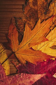 Stock Image: dried leaves on wooden board