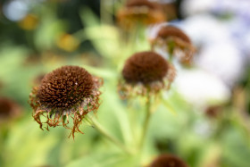 Stock Image: Dried Sunflowers