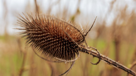 Stock Image: dried up thistle from the previous year