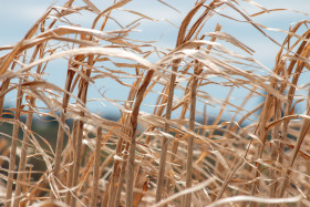 Stock Image: Dry Grass