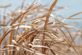 Stock Image: Dry Grass in autumn