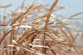 Stock Image: Dry Grass in autumn