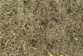 Stock Image: dry meadow texture