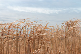 Stock Image: Dry straw grass