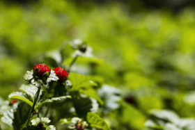Stock Image: Duchesnea indica, mock strawberry, Indian strawberry, or false strawberry