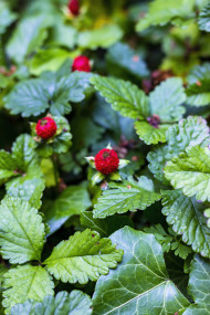 Stock Image: Duchesnea indica, mock strawberry, Indian strawberry, or false strawberry.