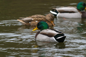 Stock Image: duck drake swims in the water