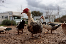 Stock Image: Duck Farm