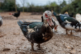 Stock Image: Duck on a Farm