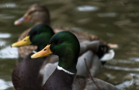 Stock Image: duck portrait