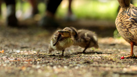 Stock Image: Duckling scratching its head