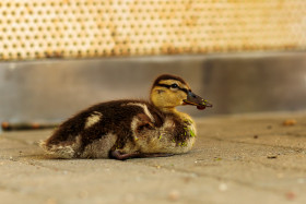 Stock Image: Duckling sitting in the street
