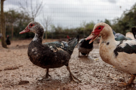 Stock Image: Ducks