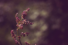 Stock Image: dull leaved sorrel