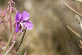 Stock Image: Dwarf Fireweed Flower