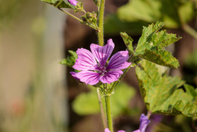 Stock Image: Dwarf mallow flower