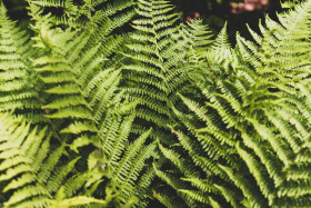 Stock Image: eagle fern - pteridium aquilinum