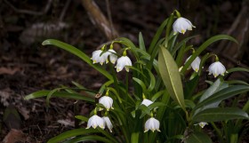 Stock Image: Early spring snowflake flowers, leucojum vernum