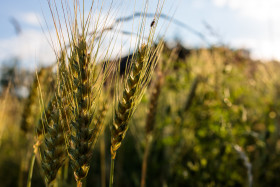 Stock Image: ears of wheat