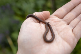 Stock Image: Earthworm in a human hand