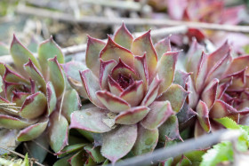 Stock Image: Echeveria elegans