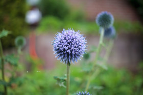 Stock Image: Echinops ritro