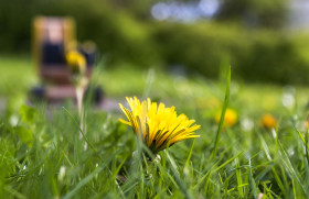 Stock Image: Edible fresh yellow blowball dandelion flowers