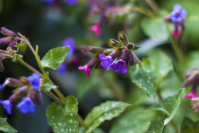 Stock Image: Edible plant Pink and blue spring flowers lungwort (Pulmonaria) in the spring. The first spring flowers, medicinal plant.