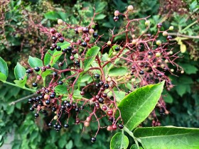 Stock Image: Elderberries