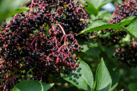 Stock Image: Elderberries in August