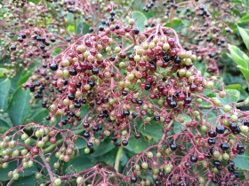 Stock Image: Elderberries on a tree
