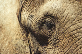 Stock Image: elephant head close up