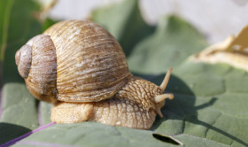 Stock Image: elix pomatia also Roman snail, Burgundy snail on a leaf