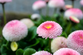 Stock Image: english bellis perennis pink flowers