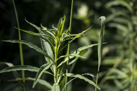 Stock Image: epilobium angustifolium leaves