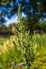 Stock Image: Eremurus himalaicus flowers in the garden