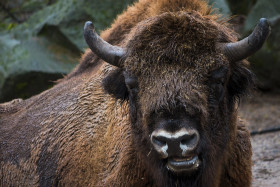 Stock Image: european bison