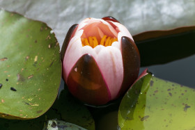 Stock Image: European white water lily - Nymphaea alba
