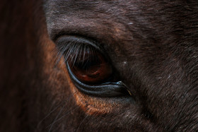 Stock Image: Eye of a horse