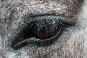 Stock Image: Eye of a white horse